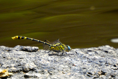Austrogomphus australis