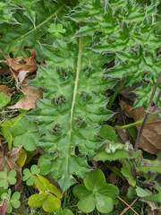 Cirsium japonicum australe