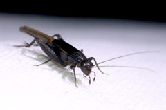 Teleogryllus commodus