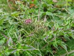 Cirsium japonicum australe