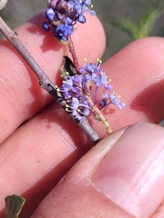 Ceanothus tomentosus