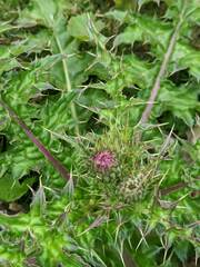 Cirsium japonicum australe