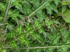Cirsium japonicum australe