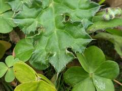 Cirsium japonicum australe