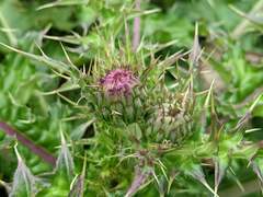 Cirsium japonicum australe