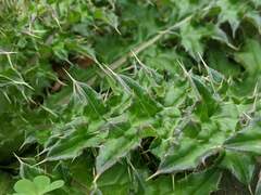 Cirsium japonicum australe