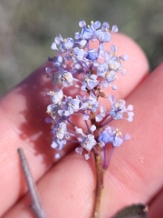 Ceanothus tomentosus
