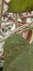 Lygodactylus capensis