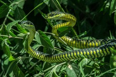 Dispholidus typus typus