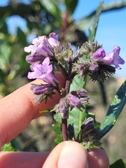 Eriodictyon trichocalyx