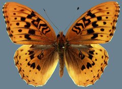 Speyeria cybele letona