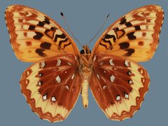 Speyeria cybele letona