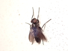 Melanophora