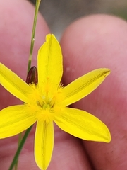 Tricoryne elatior