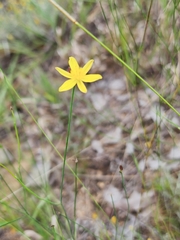 Tricoryne elatior