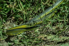 Dispholidus typus typus