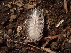 Porcellio scaber