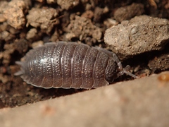 Porcellio scaber