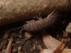 Porcellio scaber