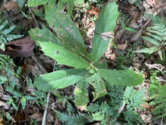 Gmelina leichhardtii