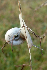 Helicella itala