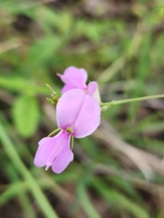 Desmodium rhytidophyllum