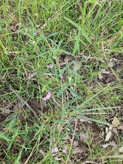 Desmodium rhytidophyllum