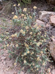 Helichrysum cymosum