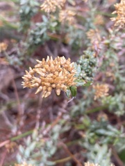 Helichrysum cymosum