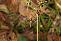 Cyperus tetraphyllus