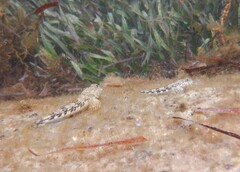 Lepidoblennius marmoratus