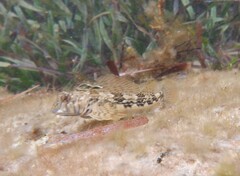 Lepidoblennius marmoratus