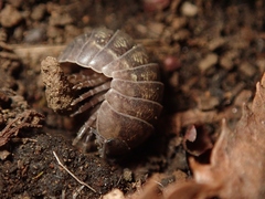 Armadillidium vulgare