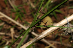 Cyperus tetraphyllus