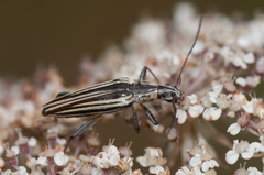Navomorpha sulcata
