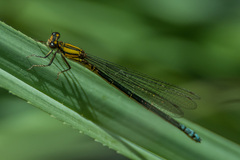 Pseudagrion