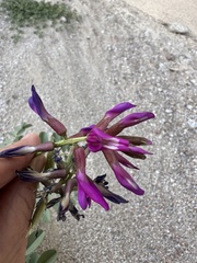 Astragalus crotalariae
