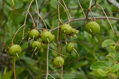 Sonneratia caseolaris