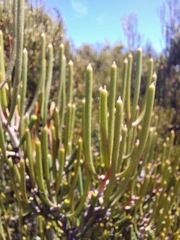 Hakea epiglottis epiglottis