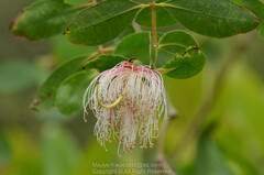 Sonneratia caseolaris