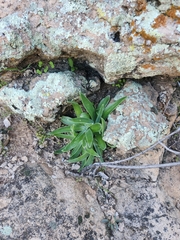 Dudleya saxosa