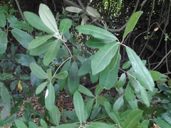 Pittosporum ralphii