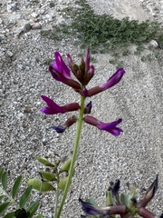 Astragalus crotalariae
