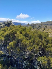 Hakea epiglottis epiglottis