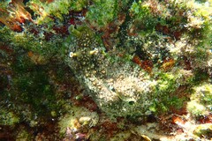 Dolabrifera brazieri