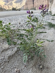 Astragalus crotalariae
