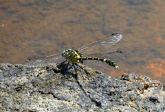 Austrogomphus cornutus