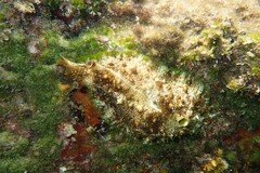 Dolabrifera brazieri