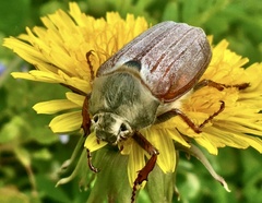 Melolontha pectoralis
