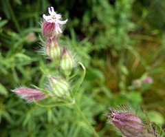 Silene disticha